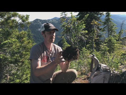 Yamadori Bonsai Sub Alpine - Combination Of Two Collects