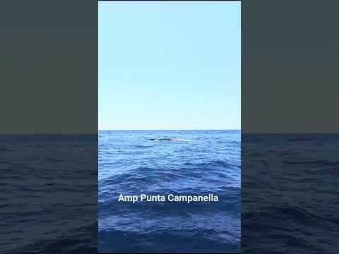 Spettacolo a Punta Campanella: Balenottera avvistata tra Ieranto e Li Galli