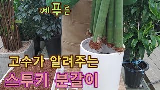 고수가 알려주는 수투키 분갈이