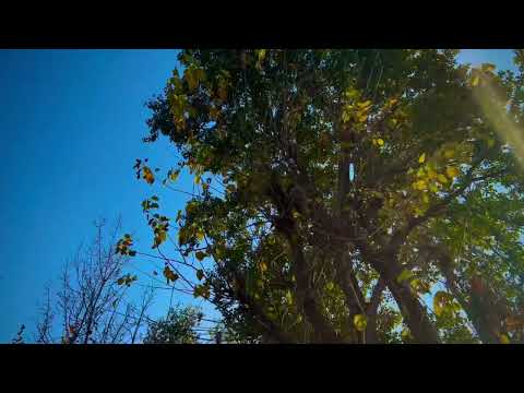 4k local nature of Bannu: 4k bannu scene