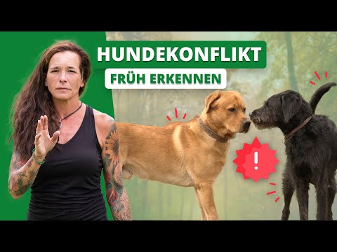 HUNDEKONFLIKT früh erkennen: Wie gehe ich mit Rüden um?