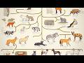 ALL THE DOGS EXPLAINED