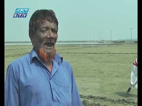 কিশোরগঞ্জের নিকলীতে বিনা চাষেই ভূট্টা আবাদ।