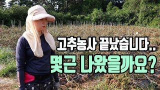 노지고추농사 수확량 공개합니다!!