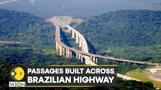 WION Climate Tracker: Brazil constructs green highway passages for golden Tamarin monkeys