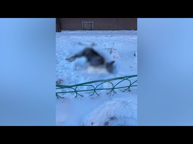 В Шелеховском районе проводится проверка по факту массового отравления животных