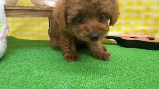 トイプードルの動画01