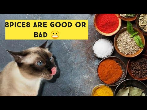 Salt and spices are good or bad for Cats ? Turmeric is good For Cats | Persian Cat Can eat Salt