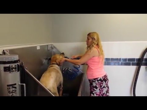 Golden Retriever( Med Shampoo) at PET WISHES by VERONA