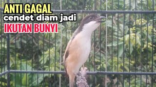 Download lagu Suara Cendet Gacor Toet toet Efektif Anti Gagal Bikin Cendet Malas pun Langsung Nyaut Bunyi Seketika mp3 Download lagu Suara Cendet Gacor Toet toet Efektif Anti Gagal Bikin Cendet Malas pun Langsung Nyaut Bunyi Seketika mp3
