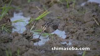 ハリオシギ、チュウジシギ(動画あり)