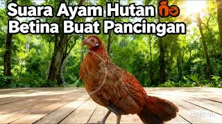 Download lagu Durasi Pendek !! Suara Pikat Ayam Hutan Betina Ampuh Buat Pancingan mp3