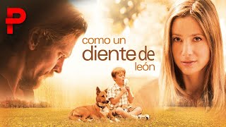 Download lagu Película Cristiana |Como Diente de León 🌱✨ Una Historia de Perdón y Esperanza mp3 Download lagu Película Cristiana |Como Diente de León 🌱✨ Una Historia de Perdón y Esperanza mp3