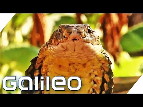 The Cobra Village | Galileo | ProSieben