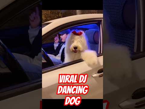 DJ dancing dog going viral #china #pets #pet #dance #dj