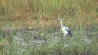 preview picture of video 'Asian openbill Stork enjoys the Prey near Kurnool'