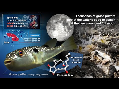 El misterio de porqué el desove sincronizado del pez globo en la playa