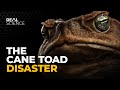 Australia's Most Destructive Creature