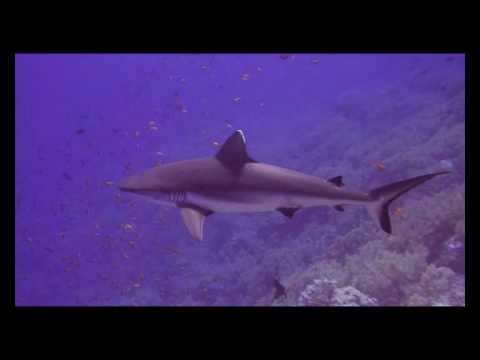 Grauhai mit lästigem Putzerfisch