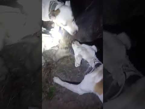 Cacería En Tilisarao San Luis