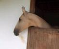 , title : 'Campolina-Brazilian Gaited Horse'