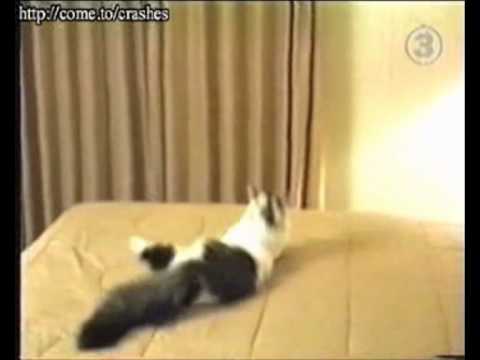 Master & Doppiaggi - Il Gatto