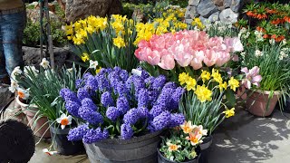 Planting Bulbs in Containers for Spring (when you can
