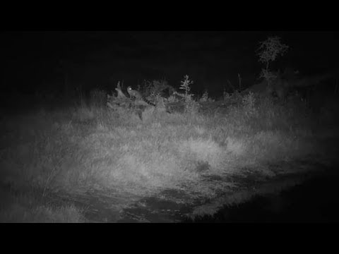 Djuma: Genet hunting by the pan - 21:08 - 06/07/19
