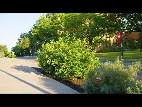 Cephalanthus occidentalis - Buttonbush - YouTube