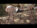 Zoo Day Lesser Flamingos