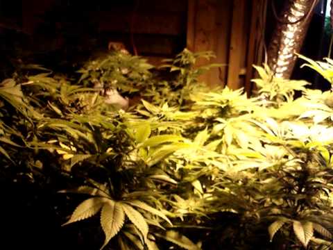 We Smoke Weed - Project White Shark 2008