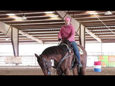 Training the young barrel horse thru the Sternum