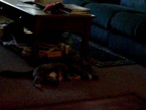 Ameera and the Ribbon