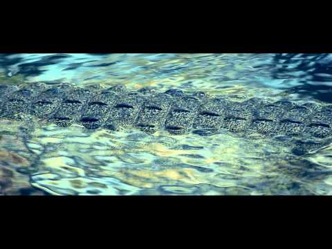 The Glitz - Pambo // Voltage Musique (Official music video)