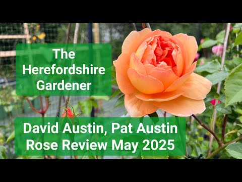 David Austin, Pat Austin Rose Review - May 2025