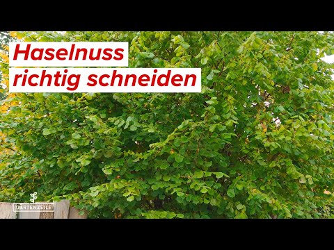 Haselnuss schneiden - Schritt für Schritt Anleitung für den perfekten Rückschnitt für Strauch & Baum
