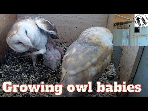 It is getting harder to brood the 5 barn owl babies as they grow so fast.