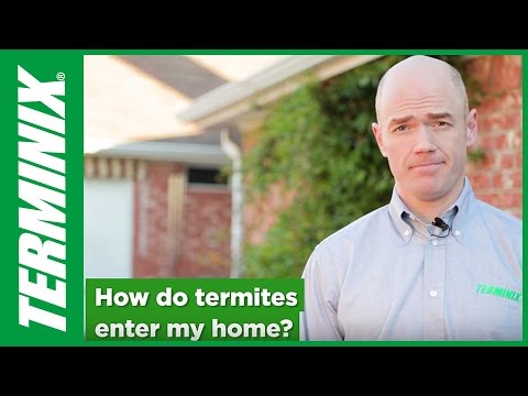 How Do Termites Get Inside | Termite Evidence