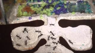 L'alimentation chez les Aphaenogaster Senilis: les vers de farine