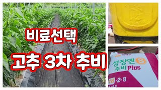 고추 추비 3차 주는 방법 비료선택