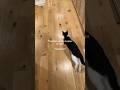Tuxedo Cats Are The Huskies Of Cats Tuxedocat