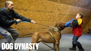 Hulk ‘Attacks’ 6-Year-Old Pit Bull Trainer | DOG DYNASTY by Barcroft Animals