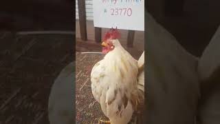 Cock #6