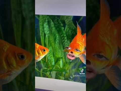 BAD DAY TO BE A FISH - #shorts