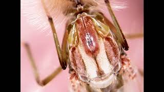 Мотыль.От личинки до комара. Комар под микроскопом. (Chironomidae,Bloodworms,Chironomus)