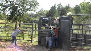Hadley on 937, Ferguson Bucking Bulls,