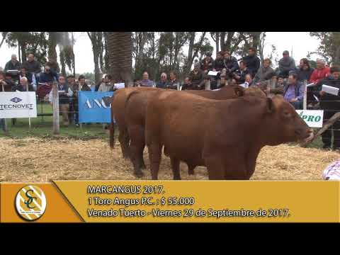 29-09-17 Venta de Toros P.C. - Marcangus 2017 - Venado Tuerto.