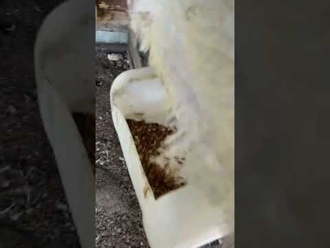 Albino Guinea Fowls Are The Best 😛 #shorts #shortsfeed  #guineafowl #jamaican