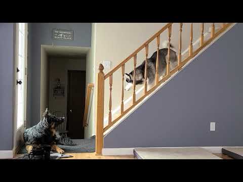 Appa the Husky and Arlo the German Shepherd have an argument