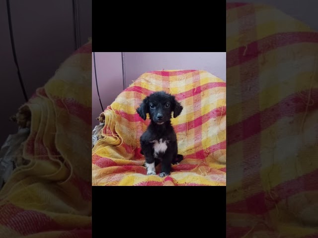 Vídeo relacionado con Regalo para amantes de perros de rescate de amor de paz Camiseta